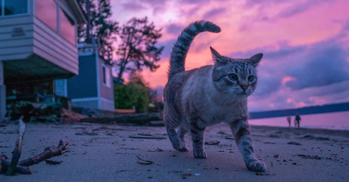 一隻貓在夕陽下的海邊行走